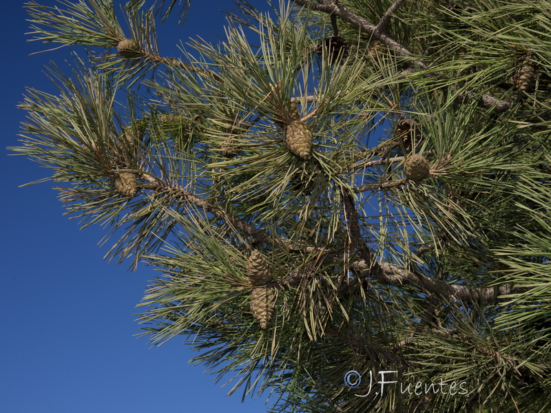 Pinus clusiana.11