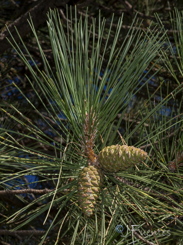 Pinus clusiana.12