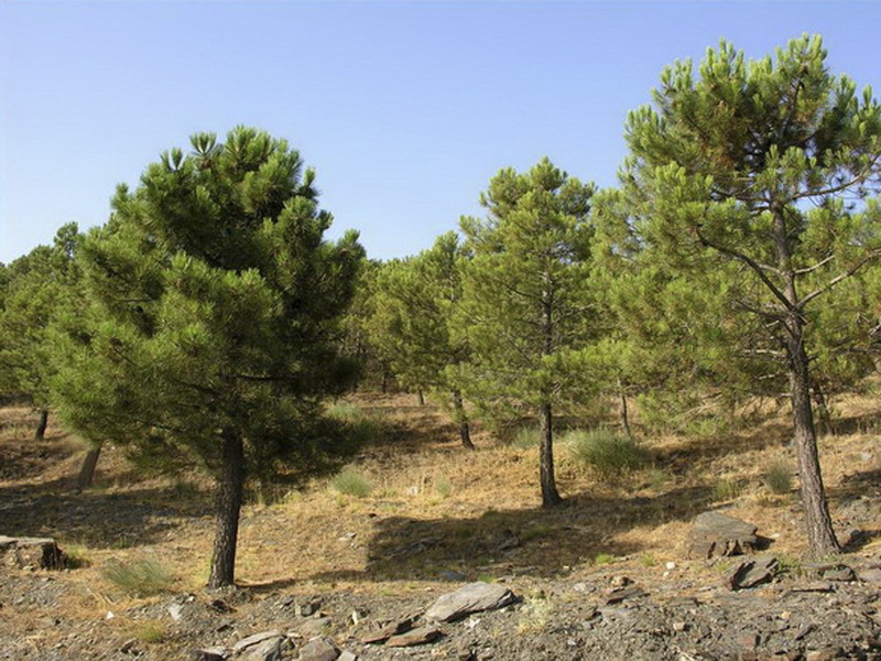 Pinus halapensis.01