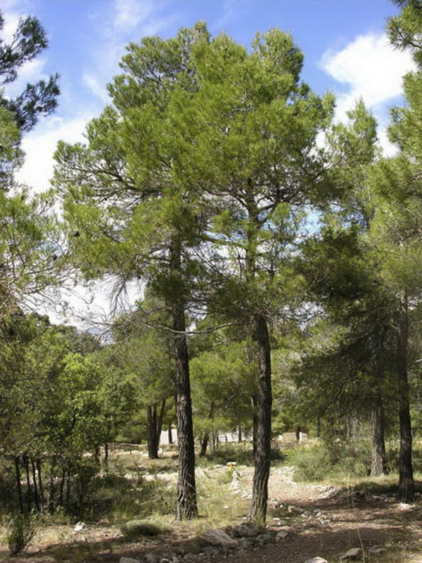 Pinus halapensis.02