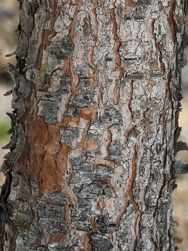 Pinus halapensis.04