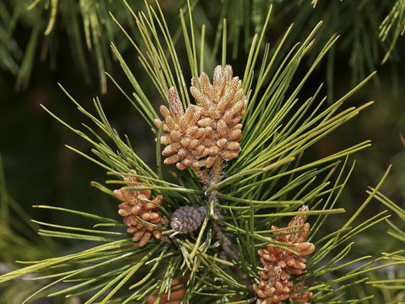 Pinus halapensis.07