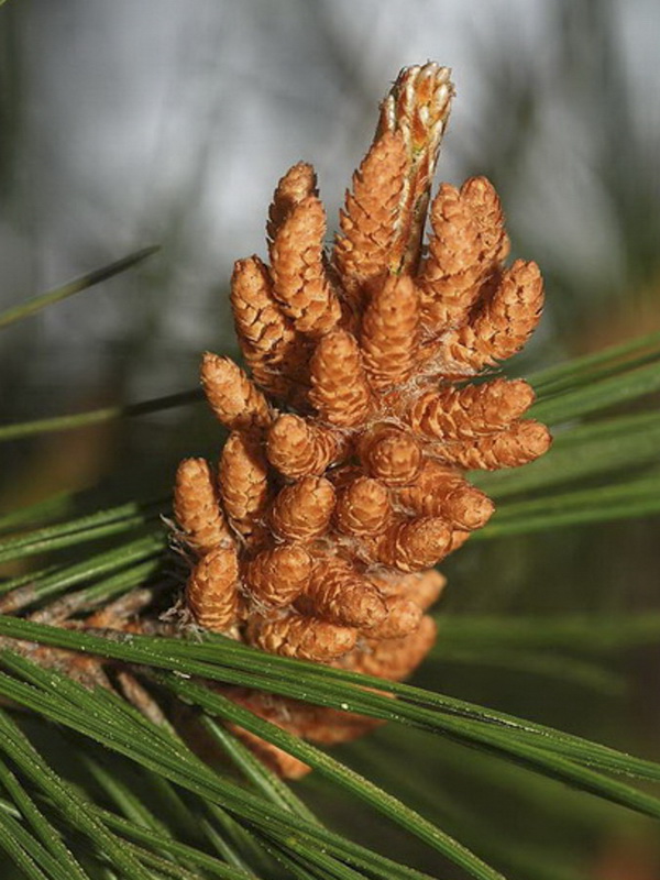 Pinus halapensis.09