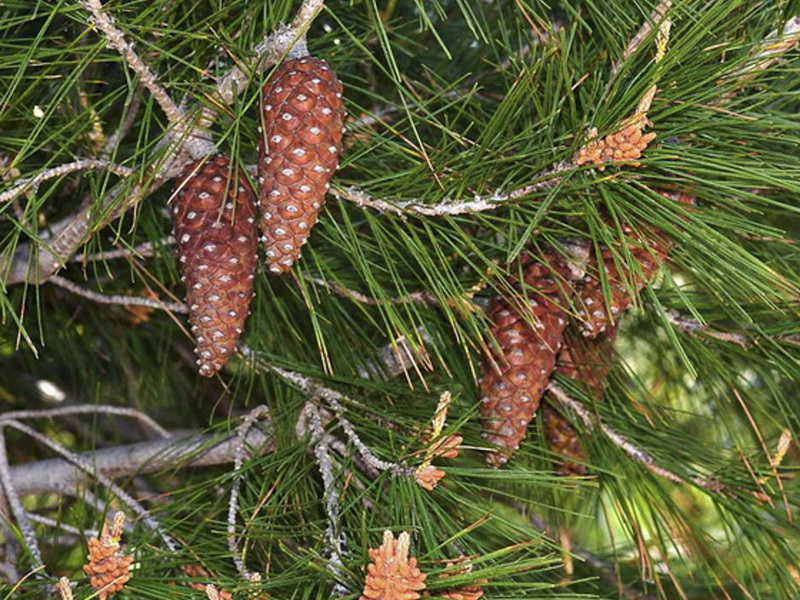 Pinus halapensis.12