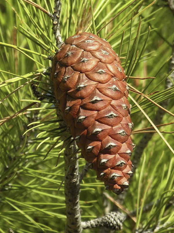 Pinus halapensis.13