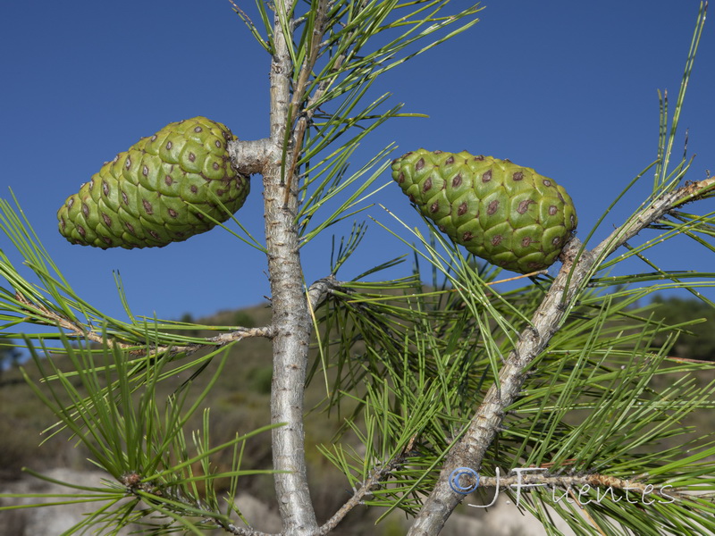 Pinus halapensis.21