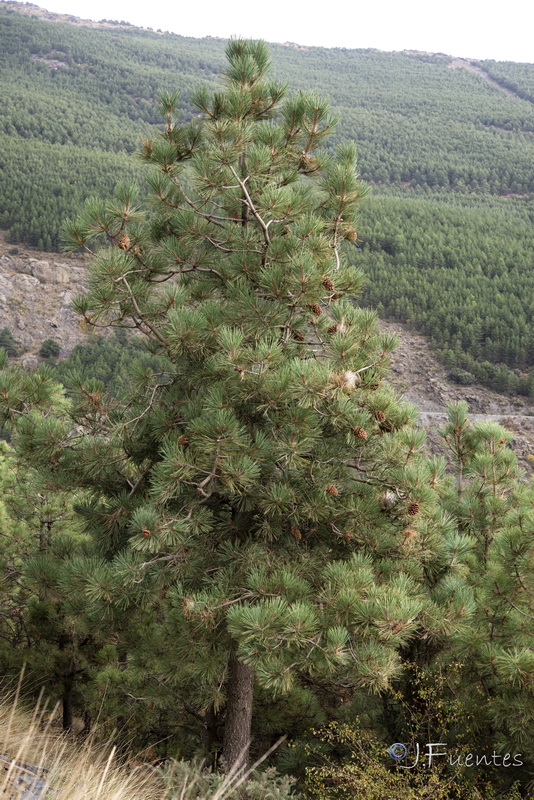 Pinus jeffreyi.01