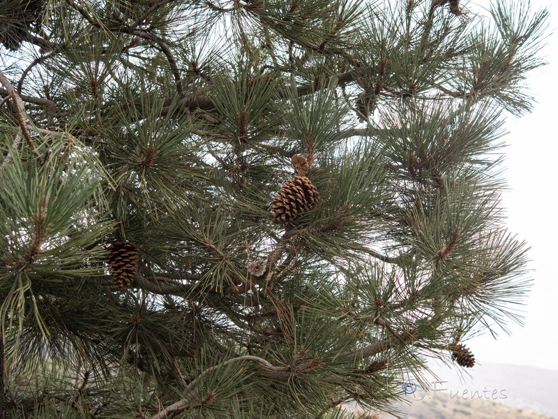 Pinus jeffreyi.02