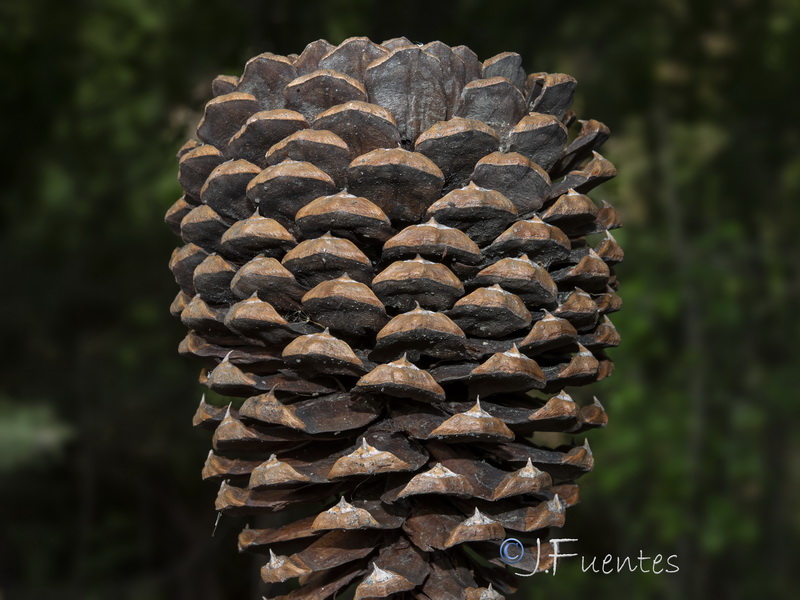 Pinus jeffreyi.03
