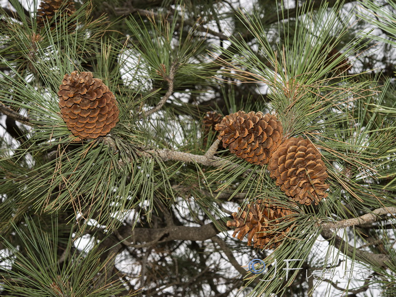 Pinus jeffreyi.02