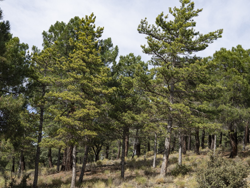 Pinus nigra nigra.01