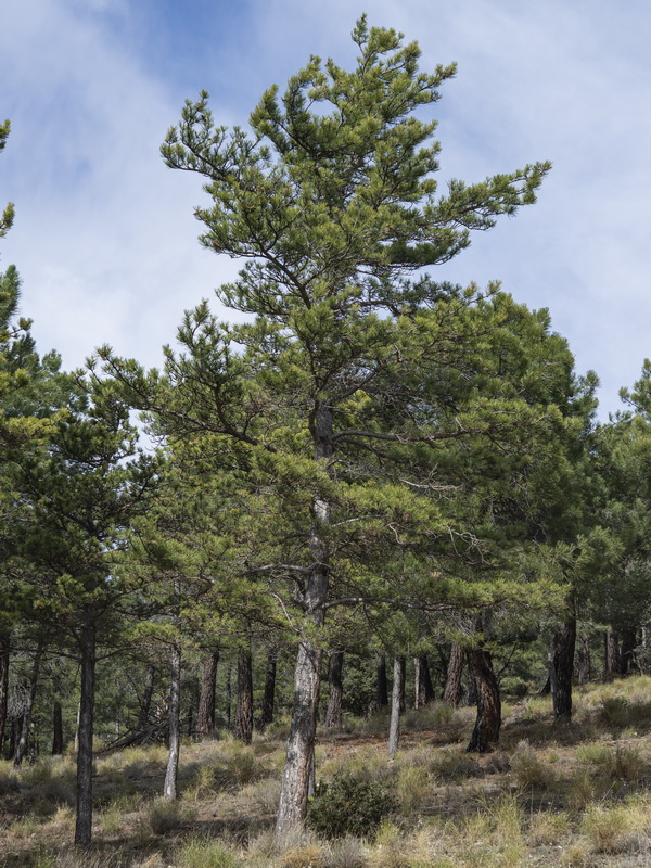 Pinus nigra nigra.02