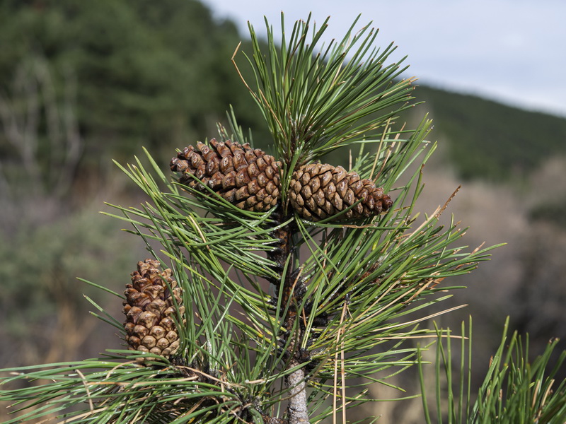 Pinus nigra nigra.03