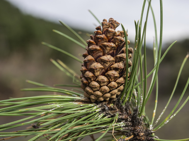 Pinus nigra nigra.05