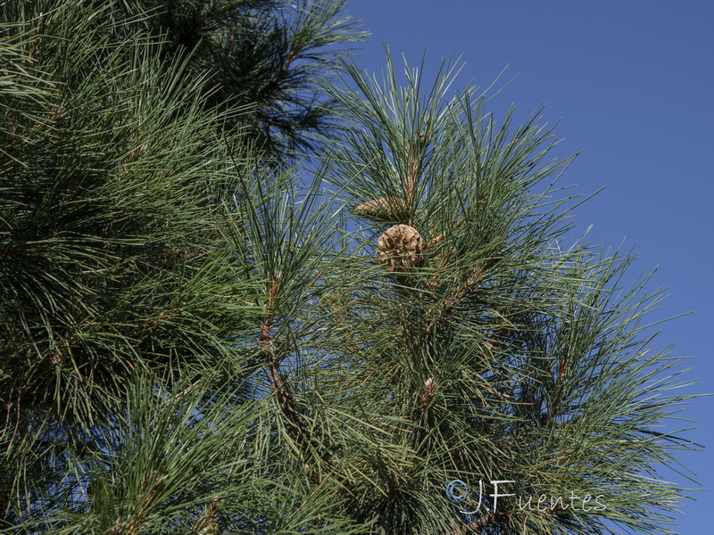 Pinus nigra nigra.21