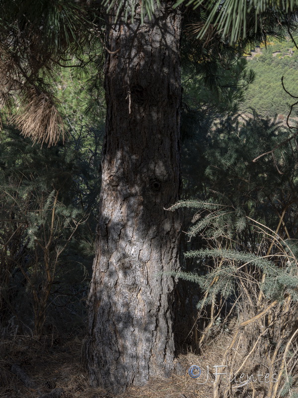 Pinus nigra nigra.23