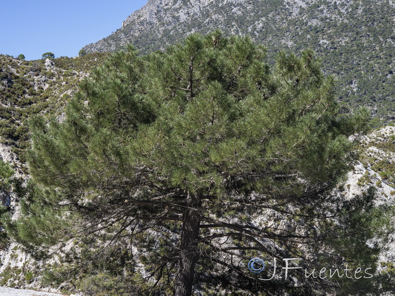 Pinus pinaster.02