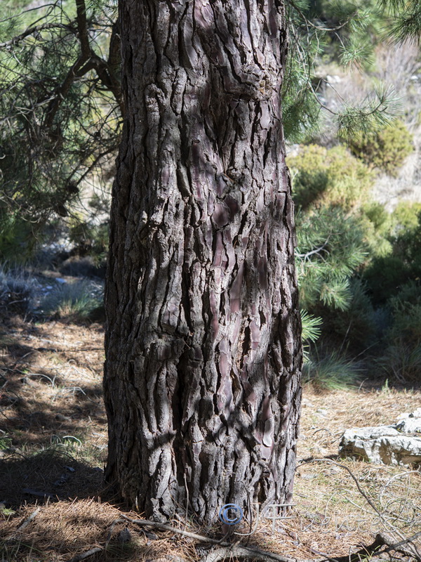 Pinus pinaster.03
