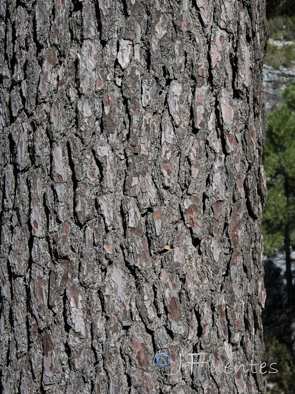 Pinus pinaster.04