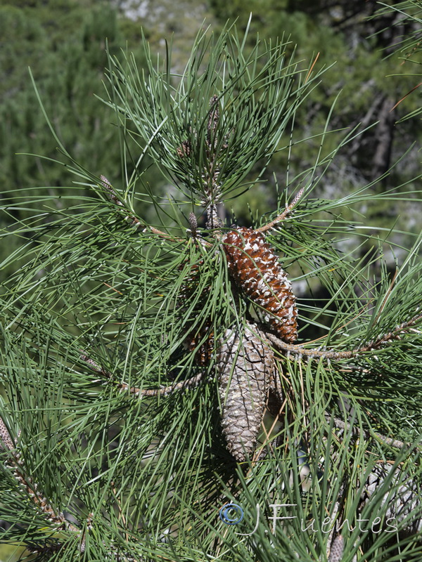 Pinus pinaster.05