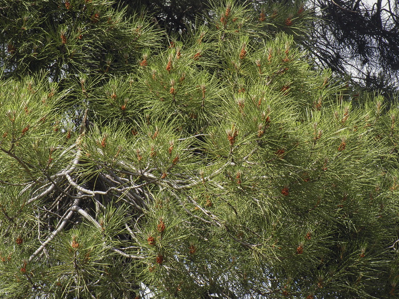 Pinus pinaster.14