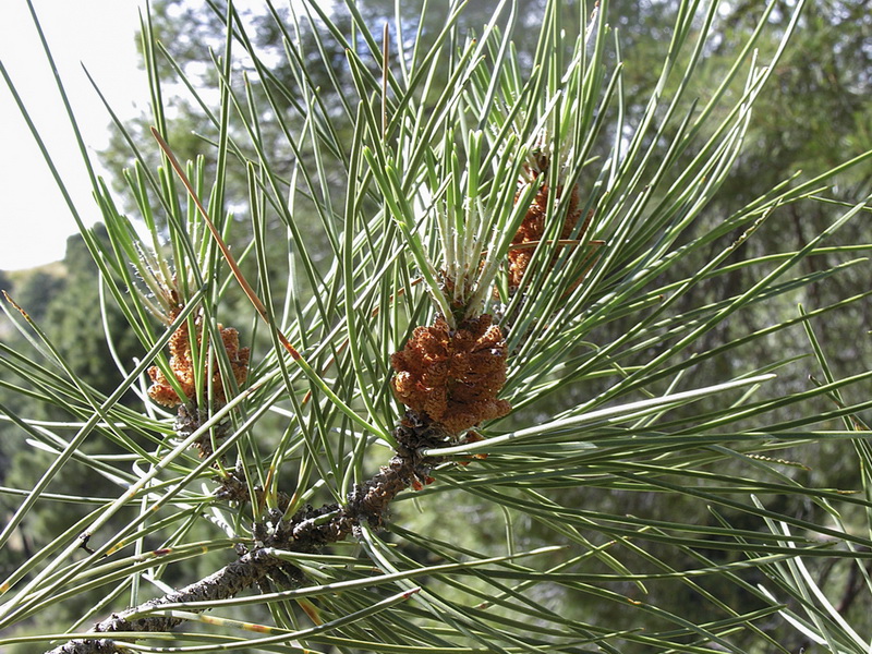Pinus pinaster.17