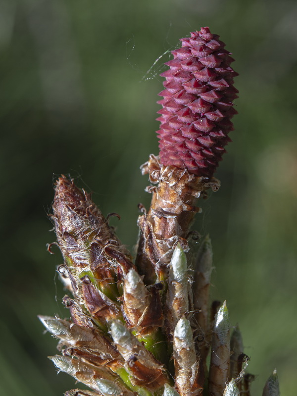 Pinus pinaster.26