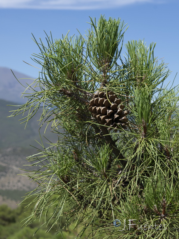 Pinus pinaster.29