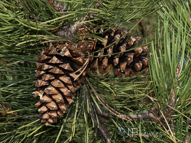 Pinus pinaster.31