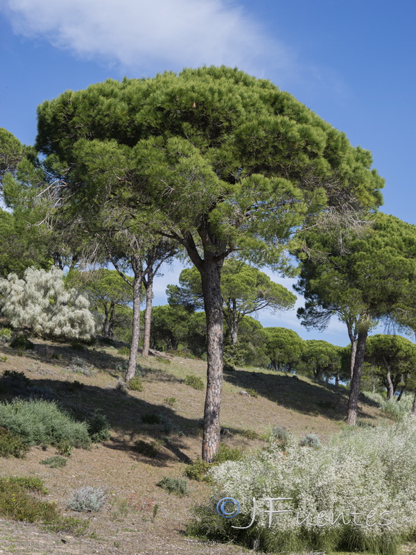 Pinus pinea.01