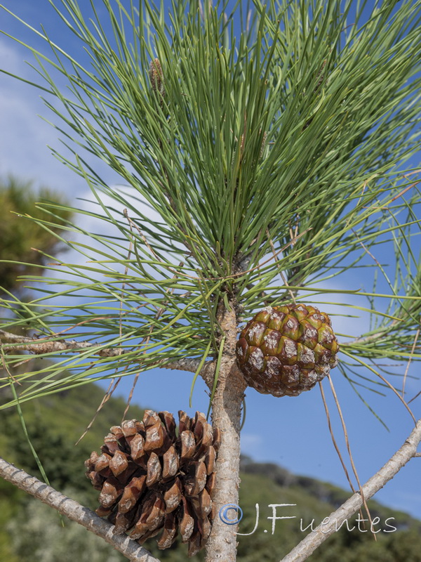 Pinus pinea.02