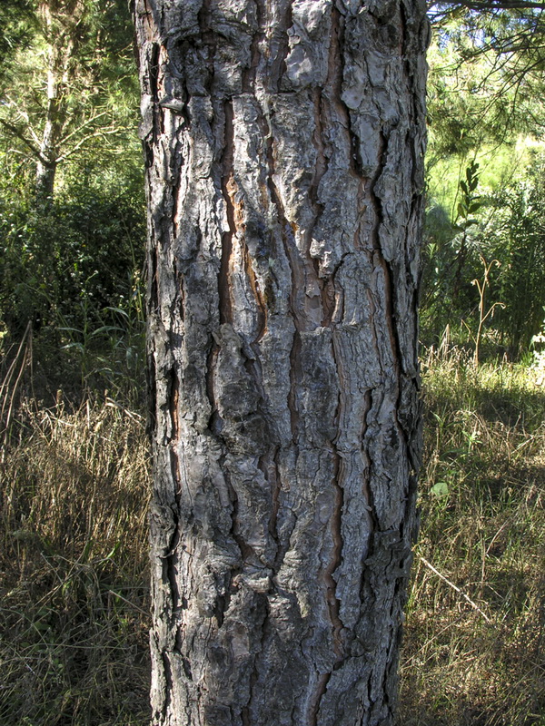 Pinus pinea.03