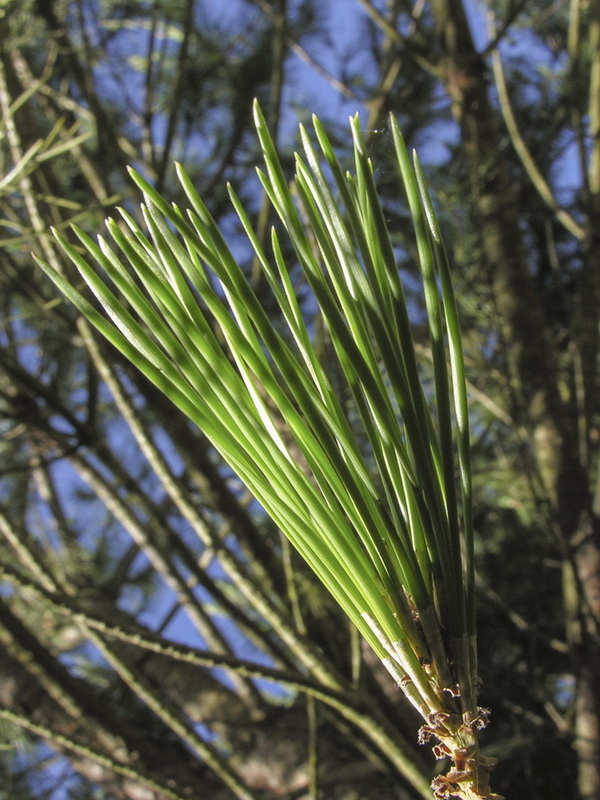 Pinus pinea.04