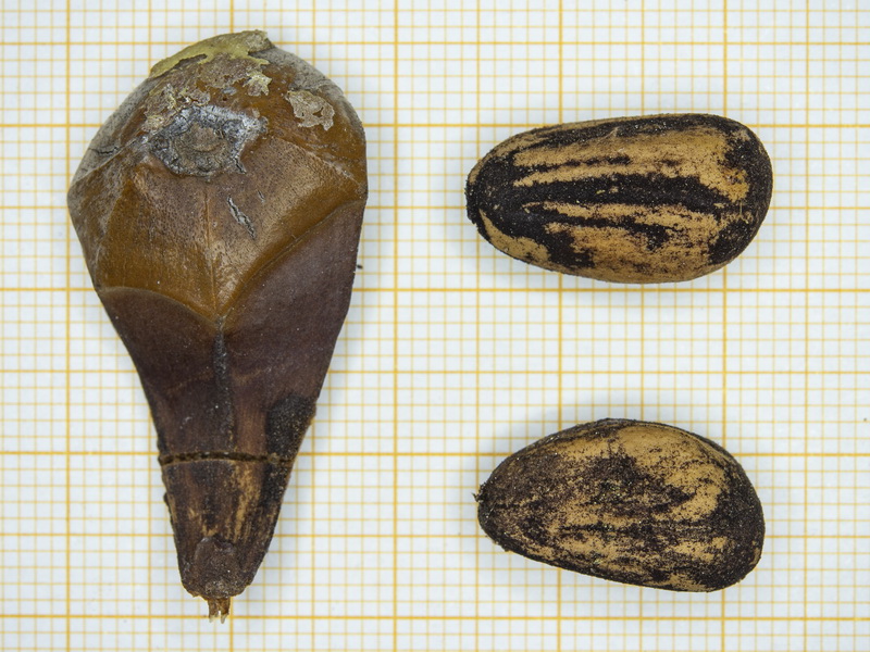 Pinus pinea
