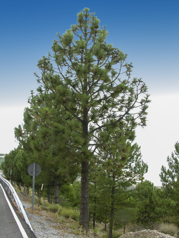 Pinus ponderosa.01