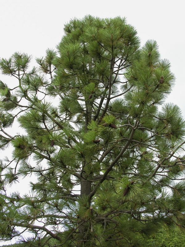 Pinus ponderosa.02