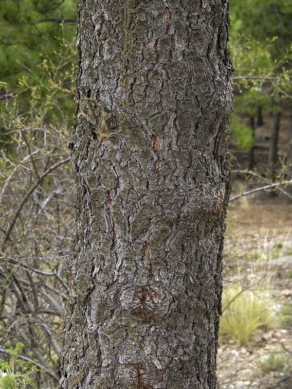 Pinus ponderosa.04