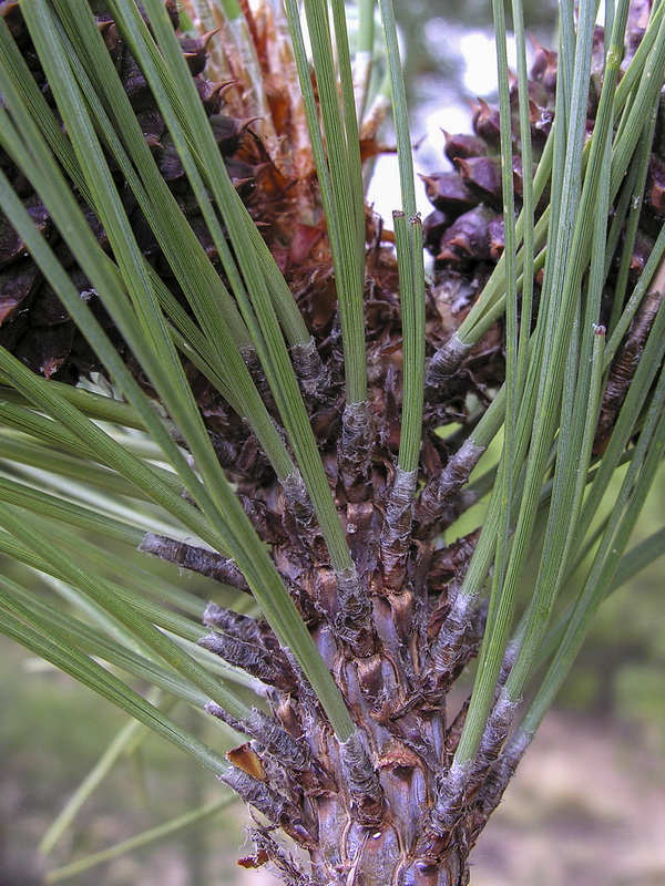 Pinus ponderosa.06