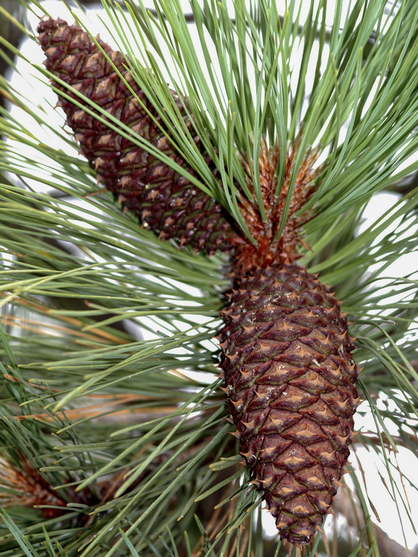 Pinus ponderosa.10