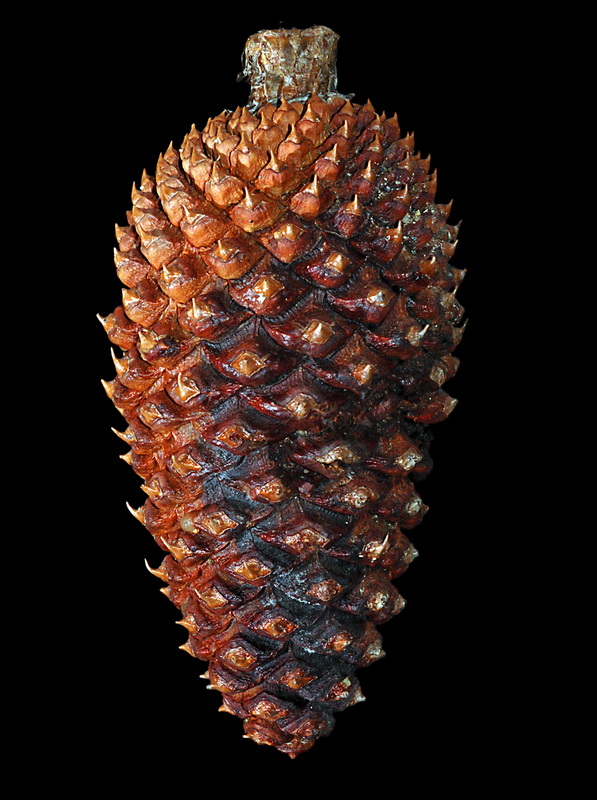 Pinus ponderosa.12