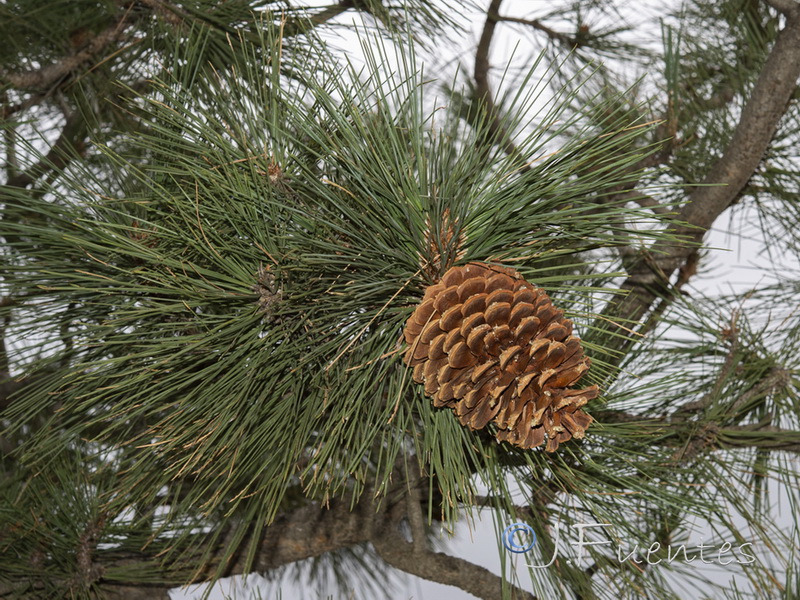 Pinus ponderosa.14