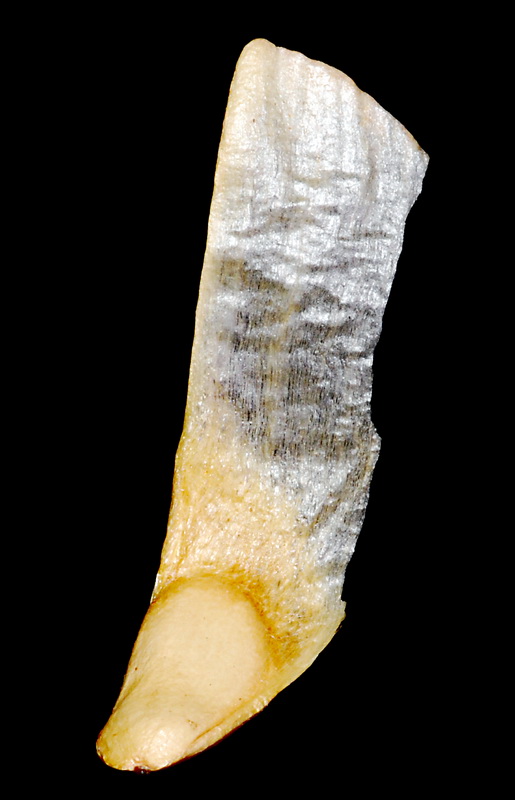 Pinus ponderosa.15