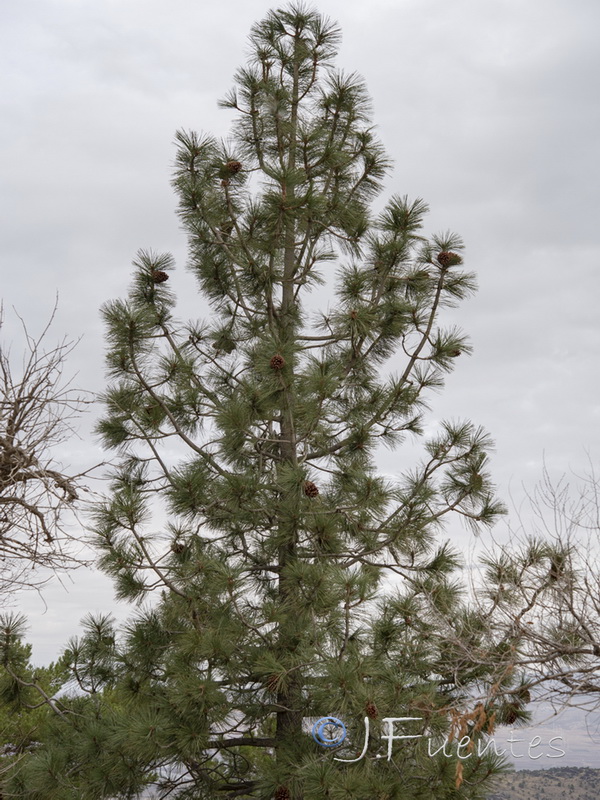 Pinus ponderosa.18