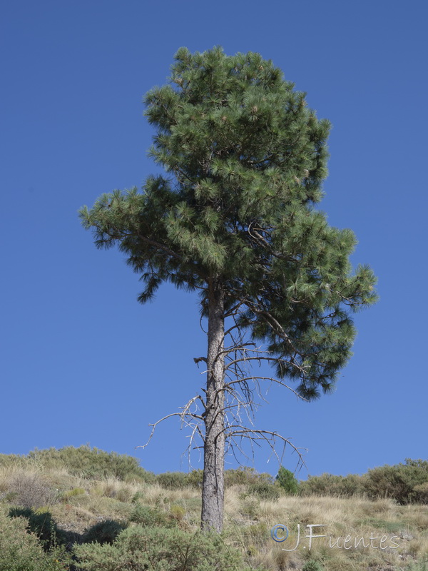Pinus ponderosa.18