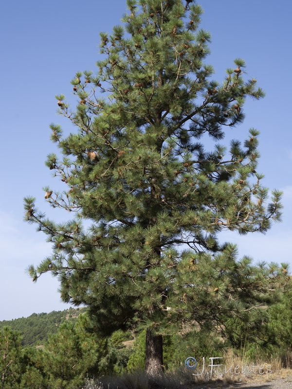Pinus ponderosa.21