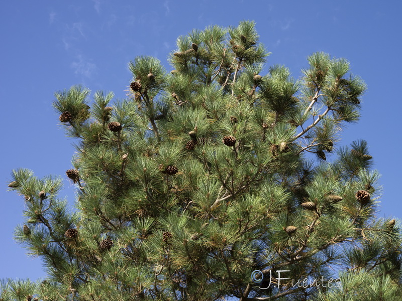 Pinus ponderosa.22