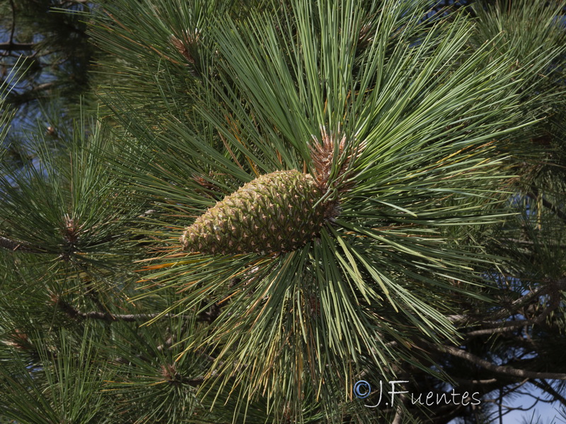 Pinus ponderosa.24