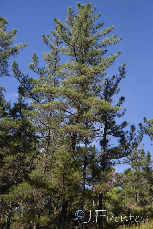 Pinus radiata.07