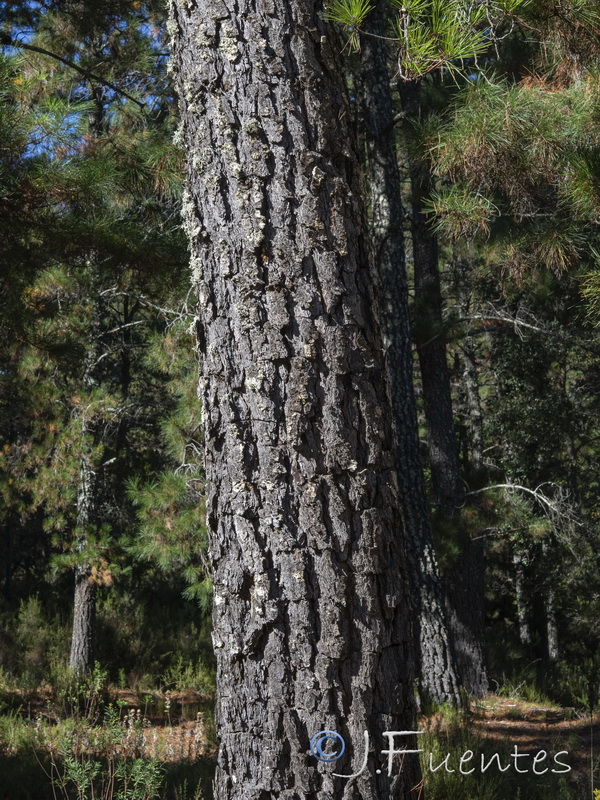 Pinus radiata.08