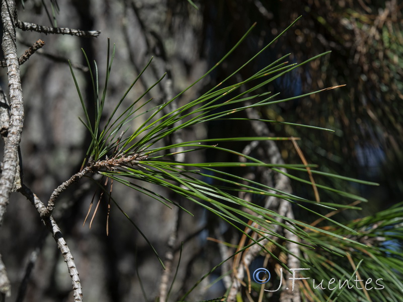 Pinus radiata.09
